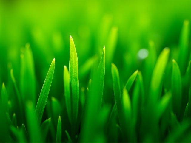 Élénkzöld japán Sencha tea levelei.